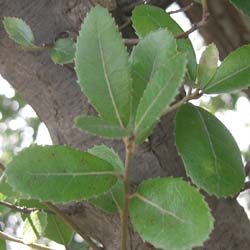 Carvalho phillyreodes